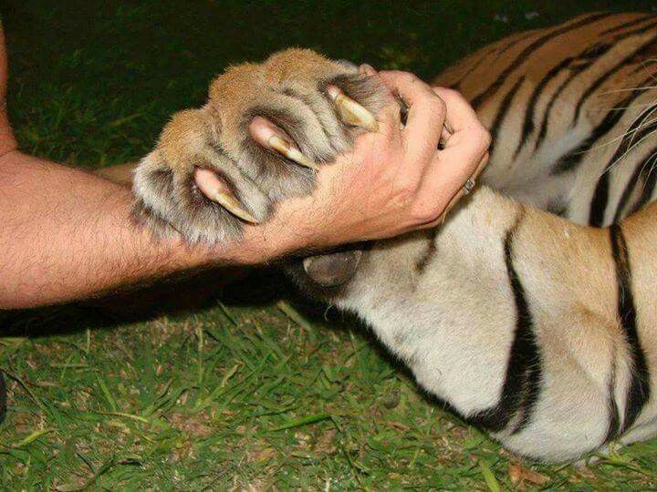 Hoeveel Klauwen Heeft Een Tijger
