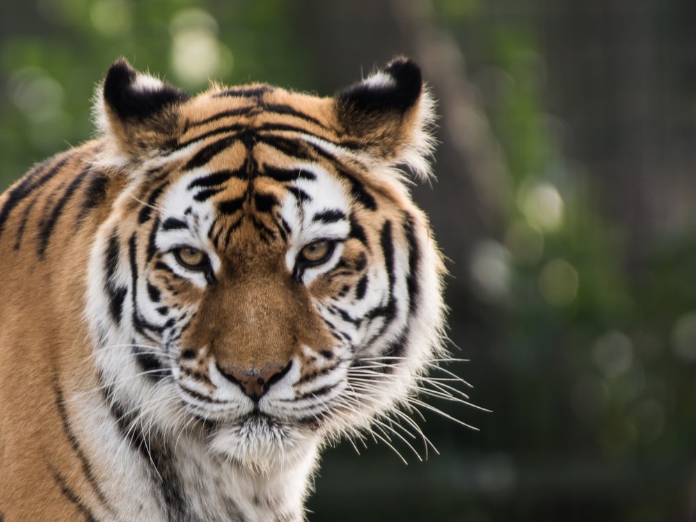 Tijger | Alle informatie | Beekse Bergen - Hoe Groot Is Een Tijger