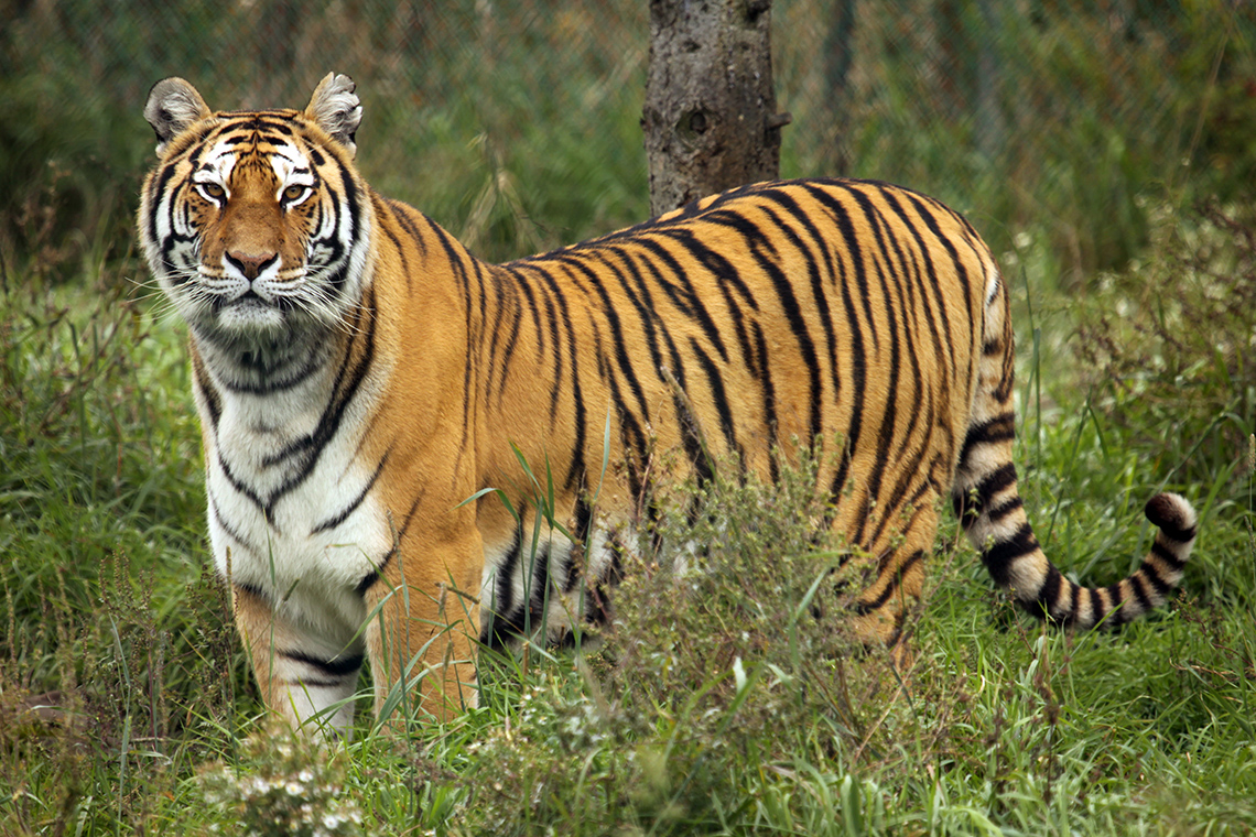 Tijger - National Geographic Junior - Hoe Oud Word Een Tijger