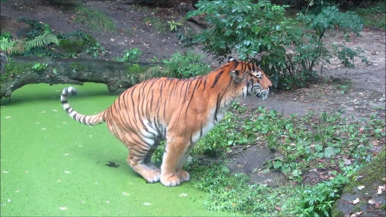 Tijger poept! - Dierenpark Emmen - YouTube - Hoe Ziet Een Tijger Eruit