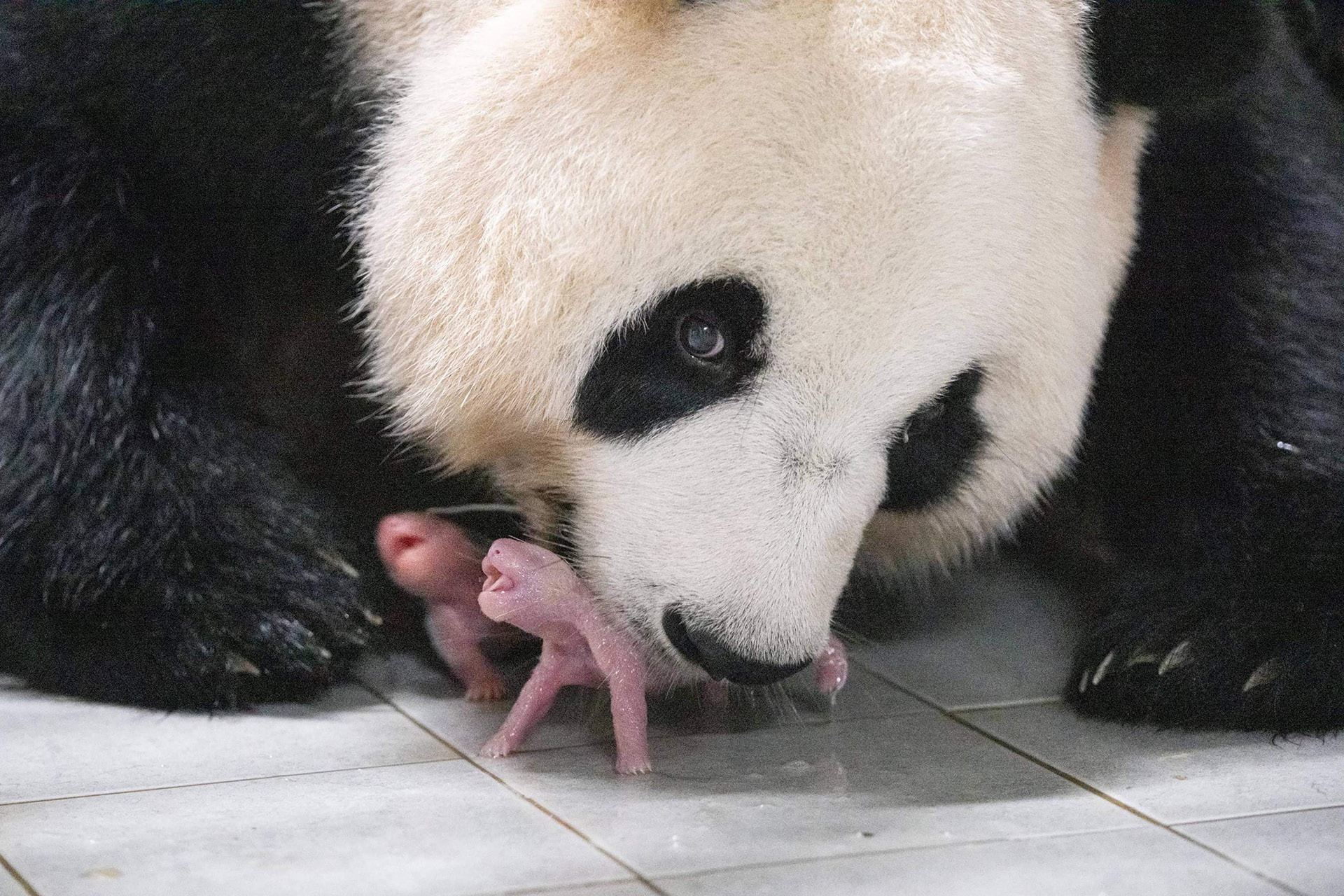 TIME for Kids | Panda Population - Hoelang Blijven De Panda's In Nederland