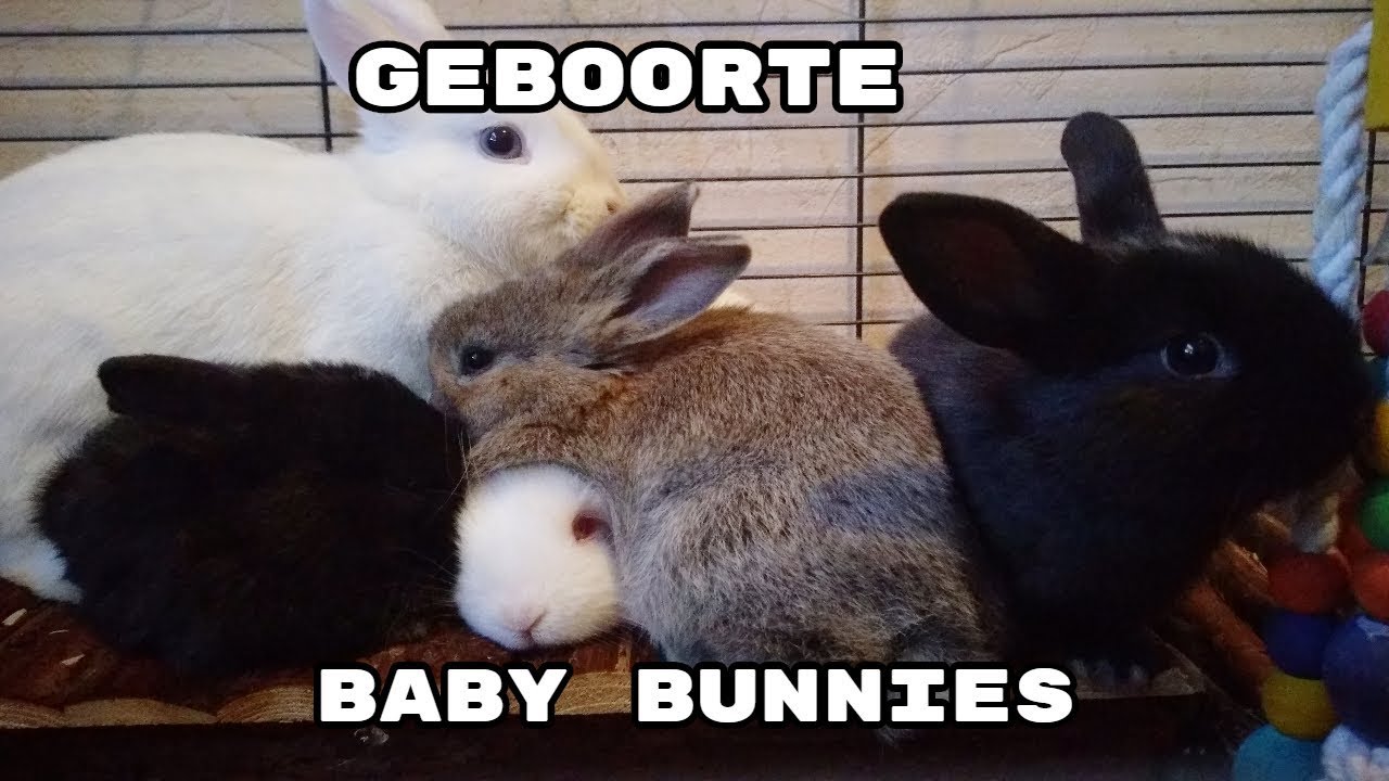 Timelapse baby konijntjes - Geboorte tot week 8 - YouTube - Hoe Wordt Een Baby Geboren