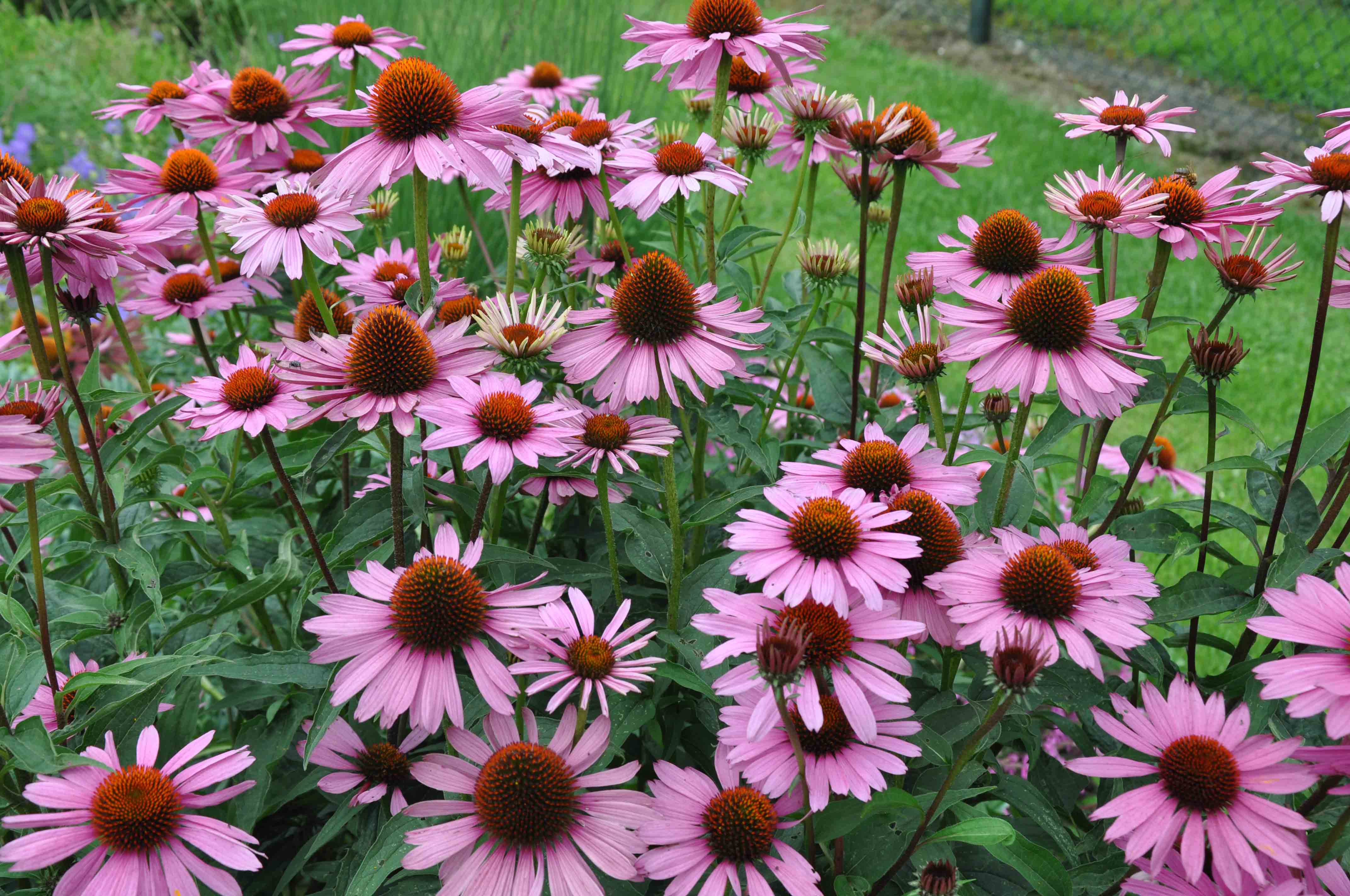 Planten Namen Van A Tot Z