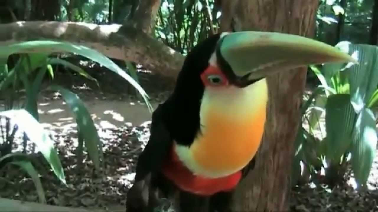 Toekan vogels - Dier met grote snavel - YouTube - Vogels Met Een Lange Snavel