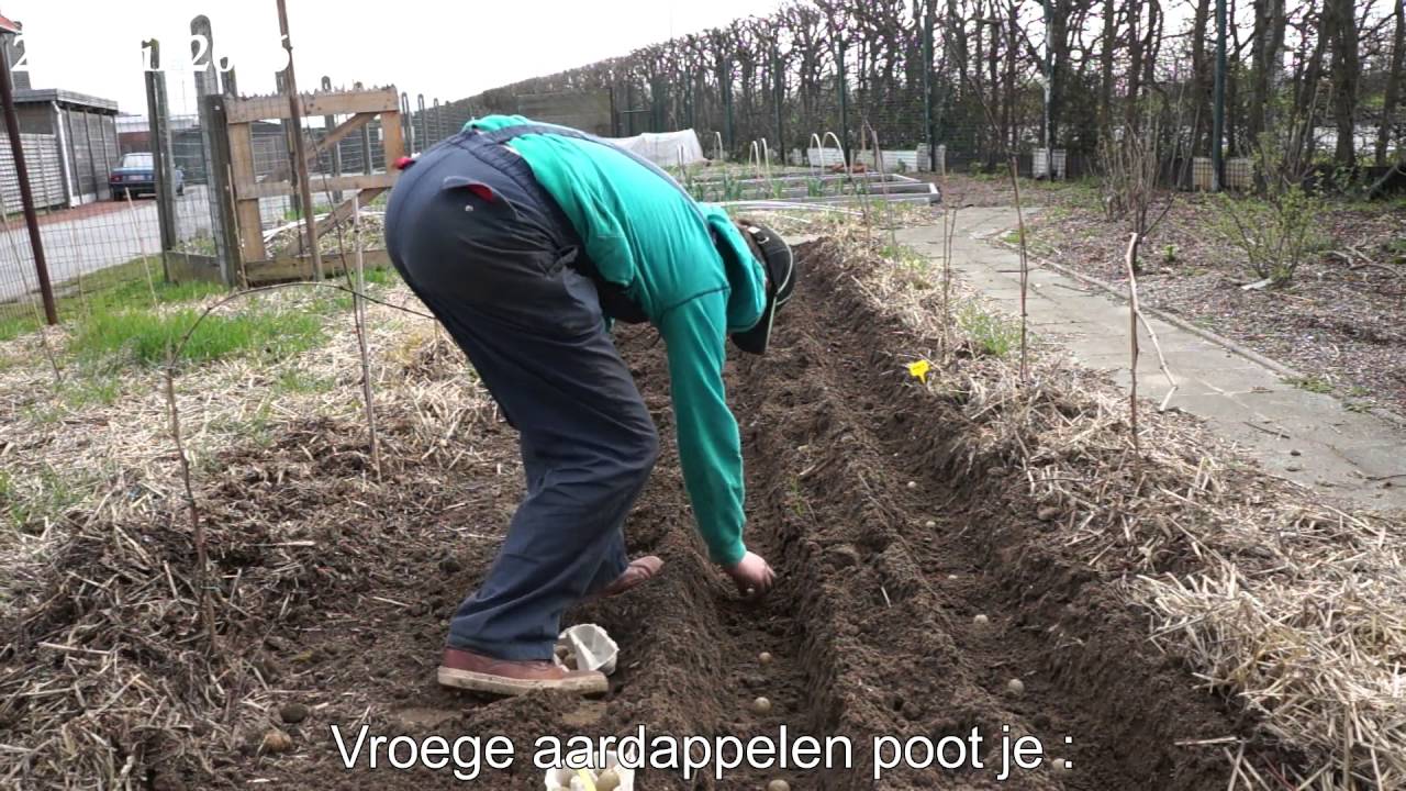 Toms Moestuin 2016 # 21 : Vroege aardappelen planten / poten - YouTube - Wanneer Kun Je Uien Oogsten
