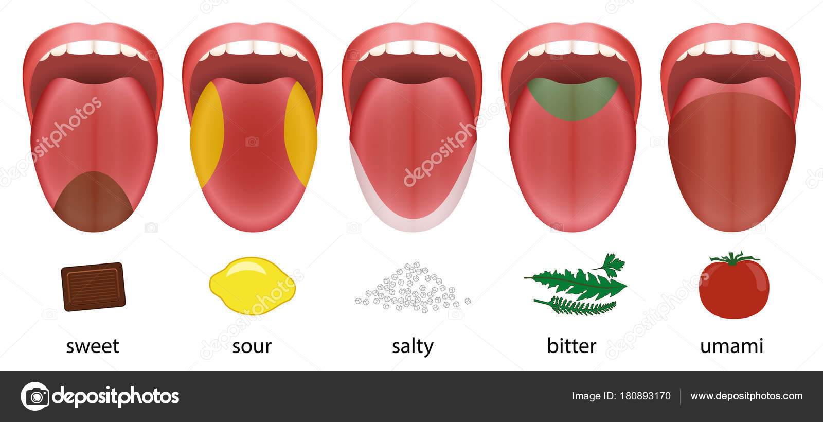 Tong smaak gebieden zoet zuur zout bittere Umami — Stockvector © Furian - Zoet Zuur Zout Bitter