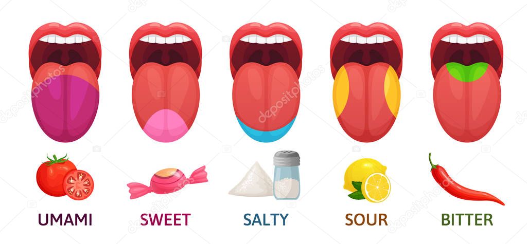 Tongue taste areas. Sweet, bitter and salty tastes. Umami and sour - Welke Smaken Proef Je Met Je Tong