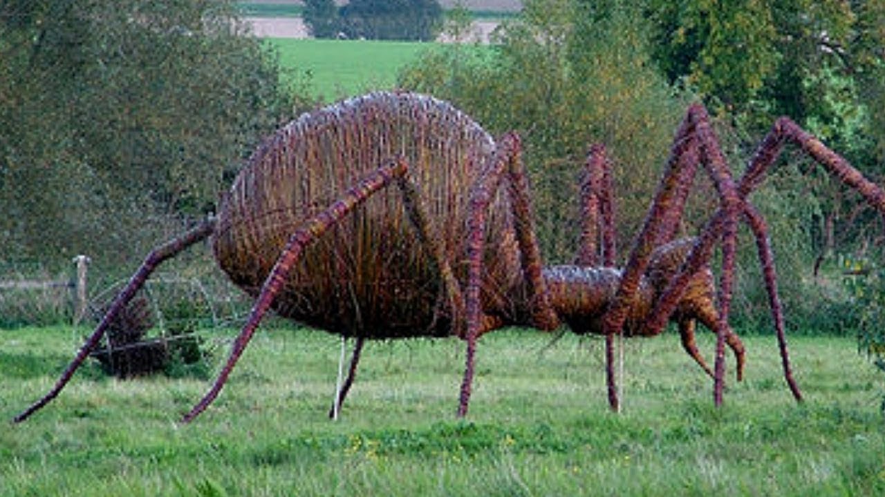 Top 10 BIGGEST Spiders İn The World - YouTube - Hoe Groot Is De Grootste Krab Ter Wereld