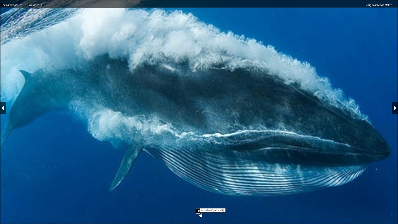 top 10 feitjes over de blauwe vinvis - YouTube - Hoe Lang Kan Een Walvis Onder Water Blijven