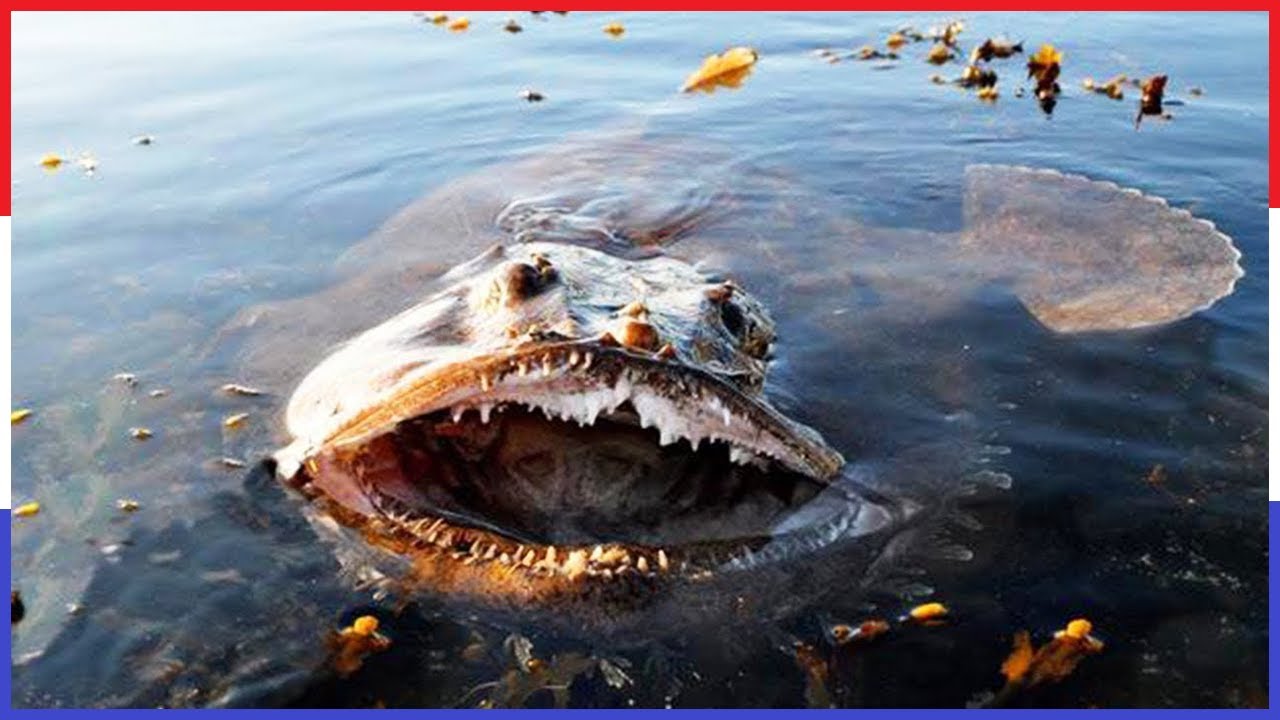 Top 10 Gevaarlijkste Oceaan Monsters - YouTube - Wat Is De Grootste Oceaan Ter Wereld