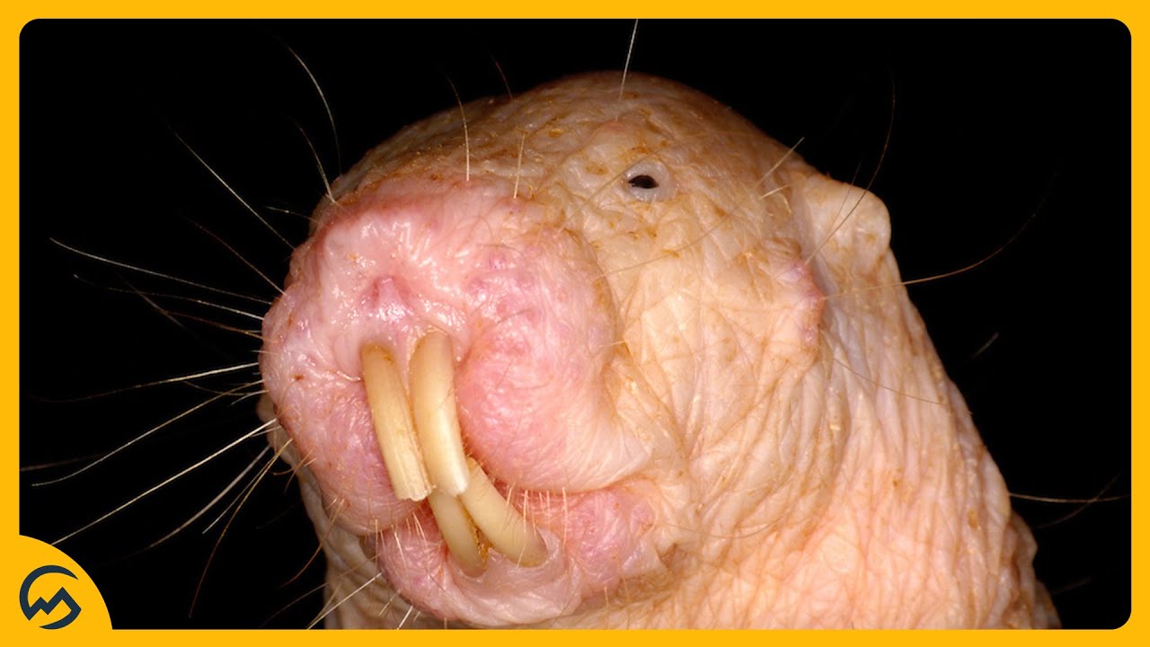TOP 10 LELIJKSTE DIEREN! 🙊😳 - YouTube - Dieren Met Een N Aan Het Begin