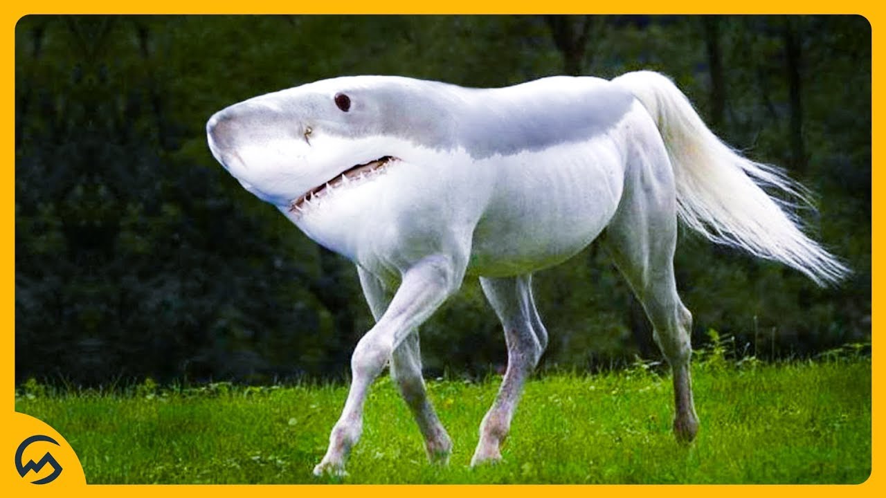 TOP 10 RAARSTE DIEREN! 🐕🦈 - YouTube - Welk Dier Heeft De Meeste Tanden