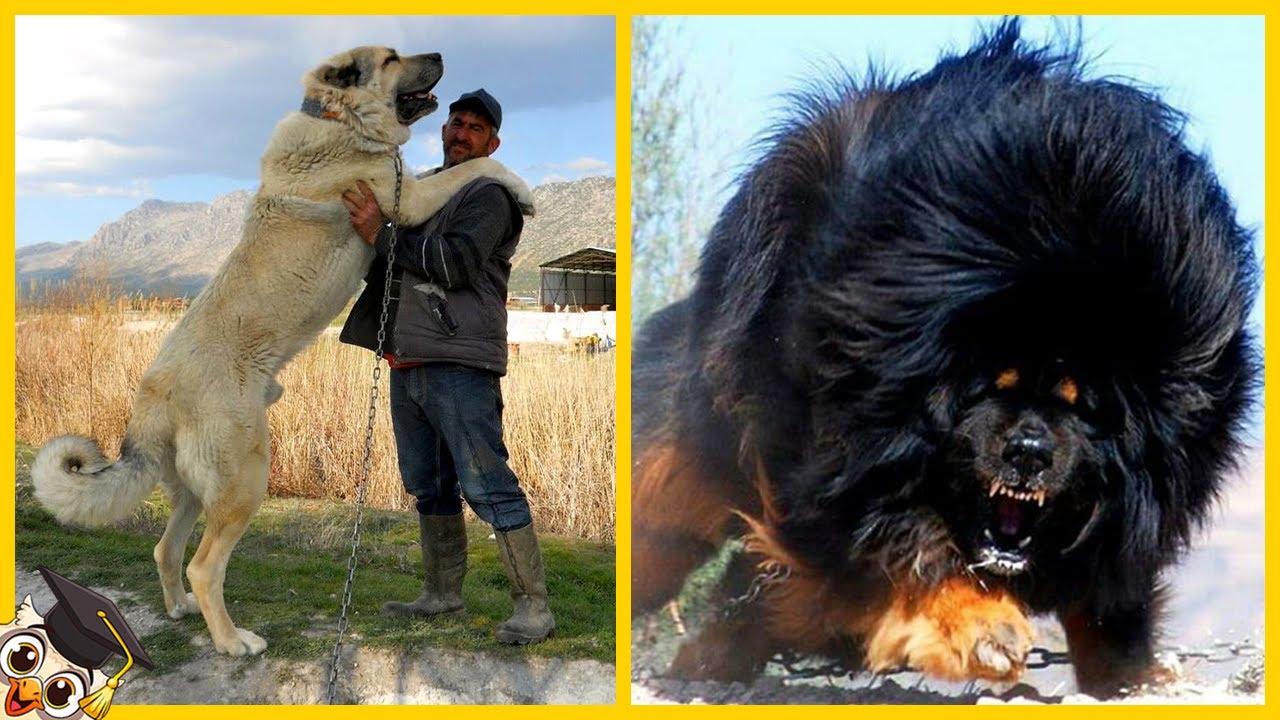 Top 10 Sterkste Honden - YouTube - Wat Is De Bekendste Film Ter Wereld