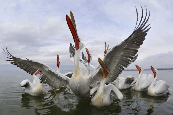 Top 10 vogels met de grootste spanwijdte - Welke Vogel Heeft De Grootste Spanwijdte