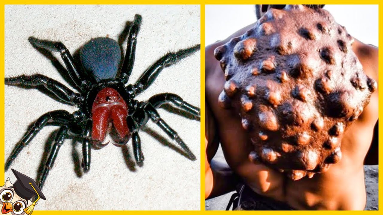 Top 20 Dodelijkste Dieren ter Wereld - YouTube - Portugees Oorlogsschip Grootste Kwal Ter Wereld