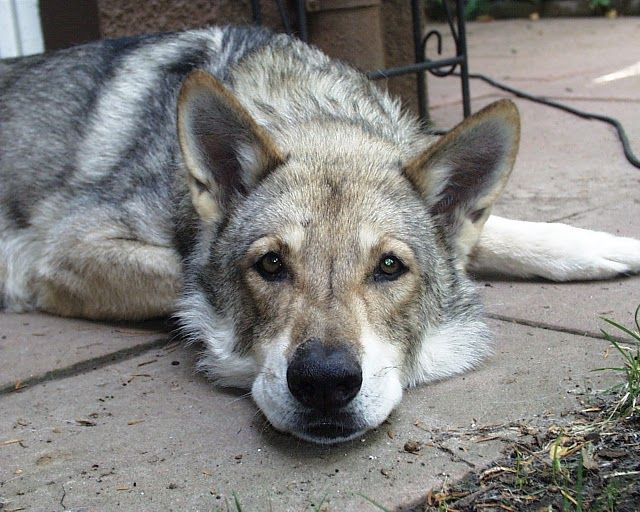 Top 25 ideas about Saarloos Wolfdog on Pinterest | Wolves, Animal - Welke Hond Lijkt Op Een Wolf
