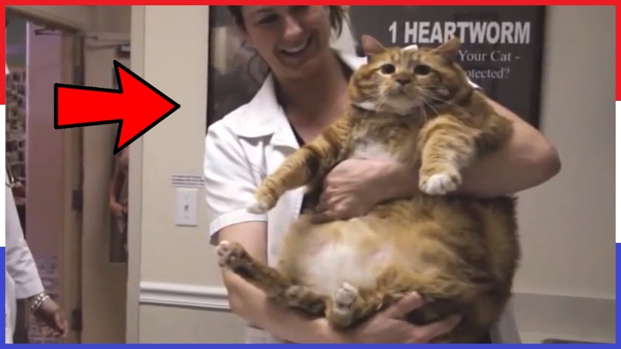 Top 5 Dikste Katten ter Wereld - YouTube - Grootste Mens Ter Wereld Overleden In 1940