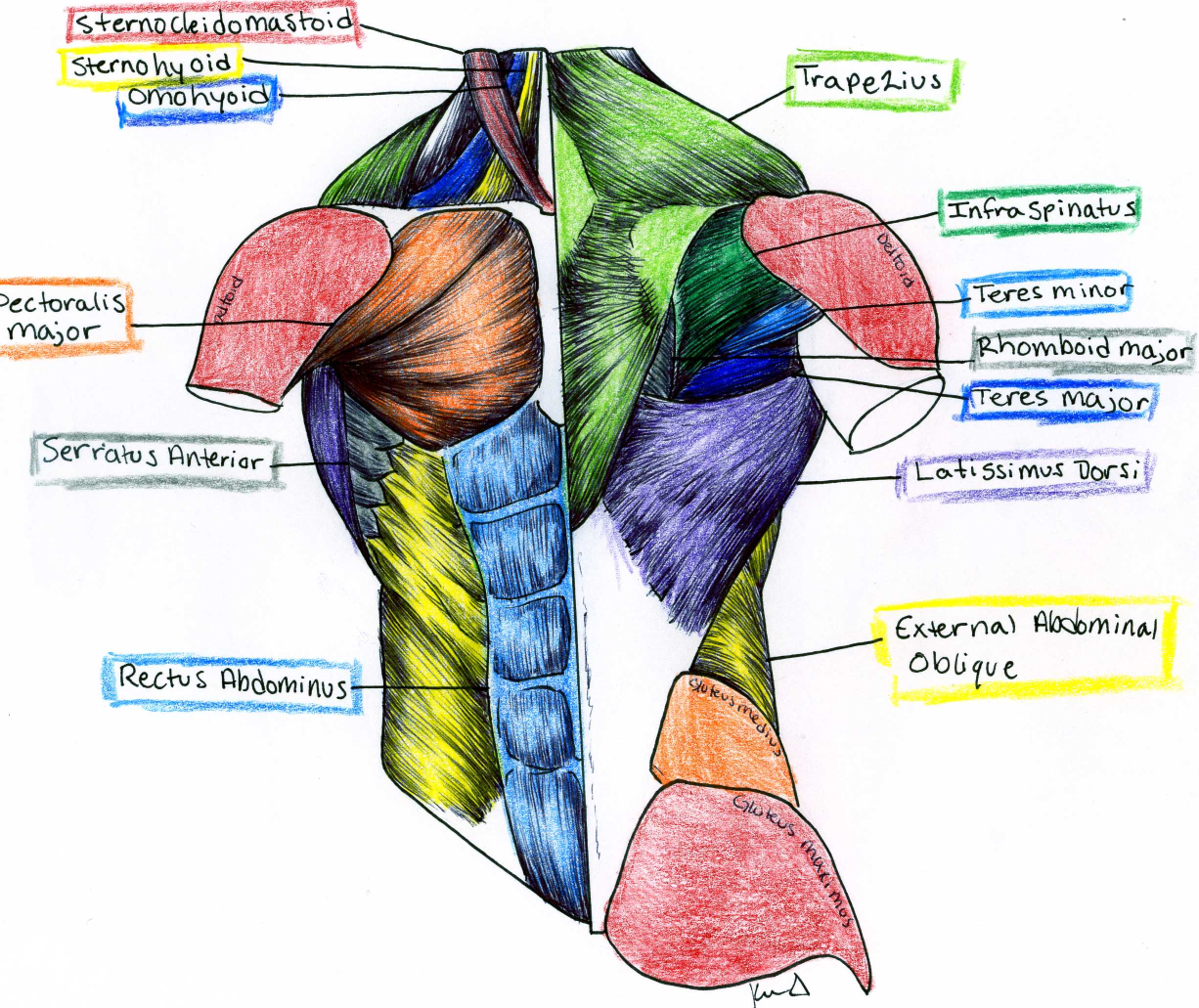 Torso Muscles Anatomy : Human Torso Skeleton With Muscles Veins And - Torso Dwarsdoorsnede Romp Met Namen