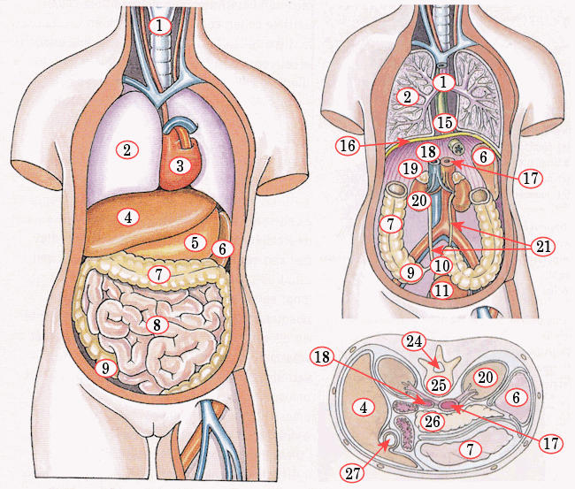 torso (schematisch, structuur, anatomie), biologie (copyright Malmberg - Wat Zit Rechts Boven In De Buik
