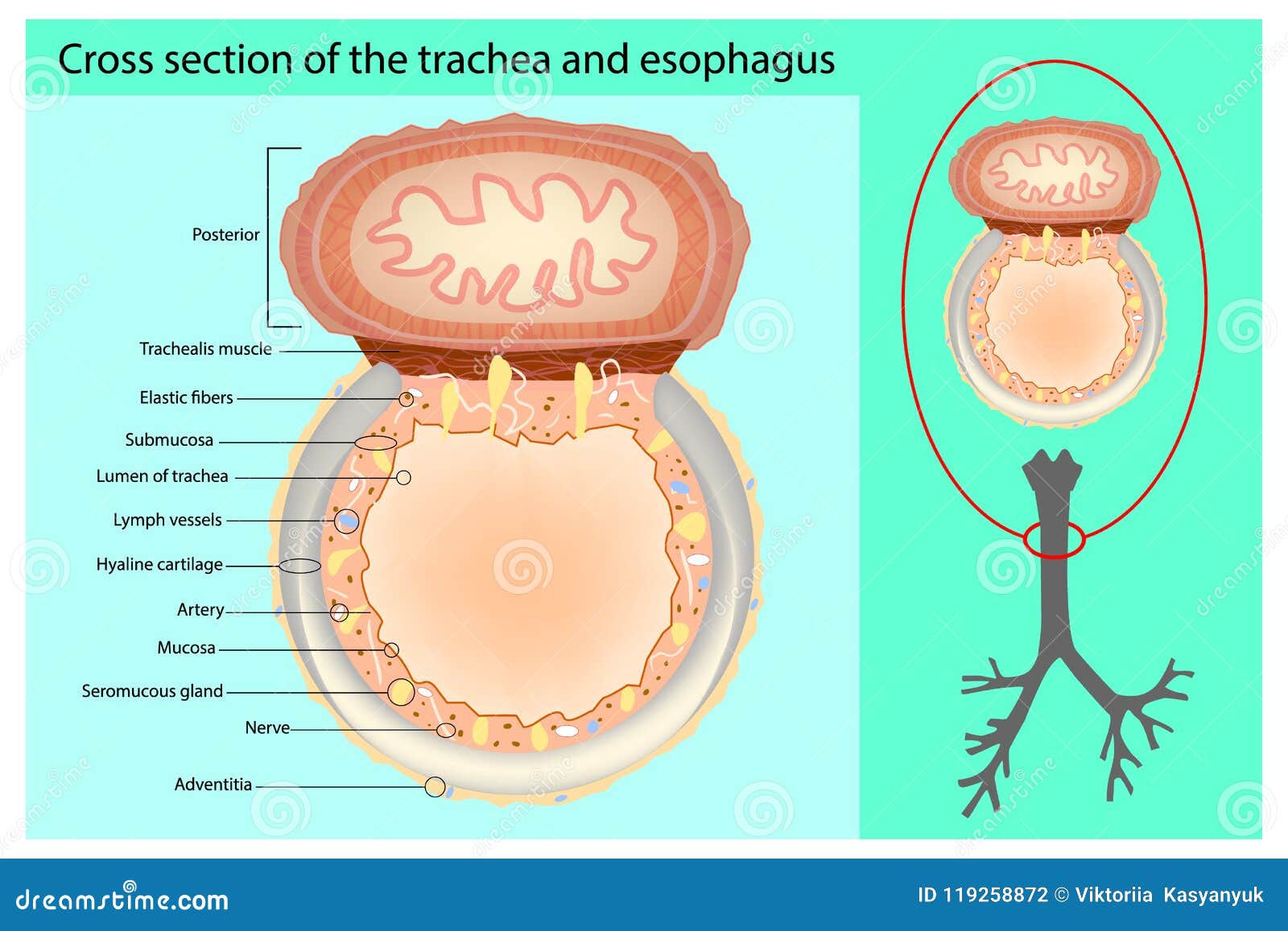 Trachea Cartoons, Illustrations & Vector Stock Images - 10409 Pictures - Dwarsdoorsnede Van De Buikholte Ter Hoogte Van De Navel