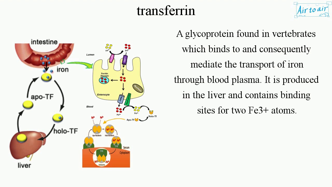transferrin - YouTube - Transferrine Verzadiging En Ijzer Te Laag