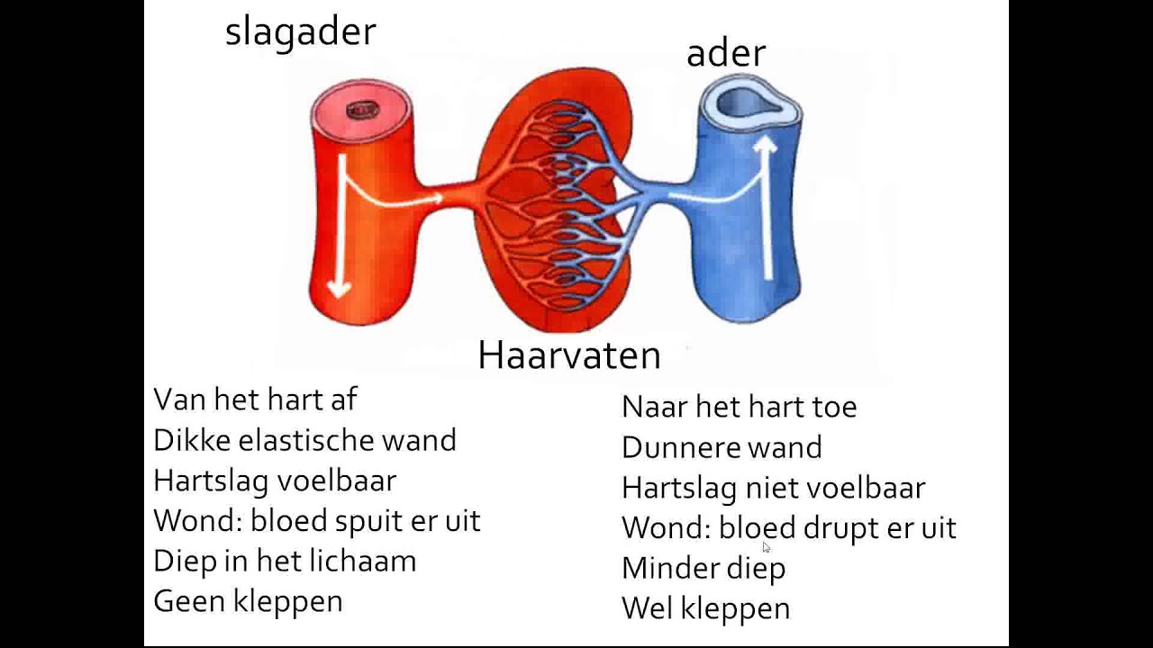 transport basisstof 4 bloedvaten - YouTube - Hoe Lang Zijn Al Je Bloedvaten Bij Elkaar