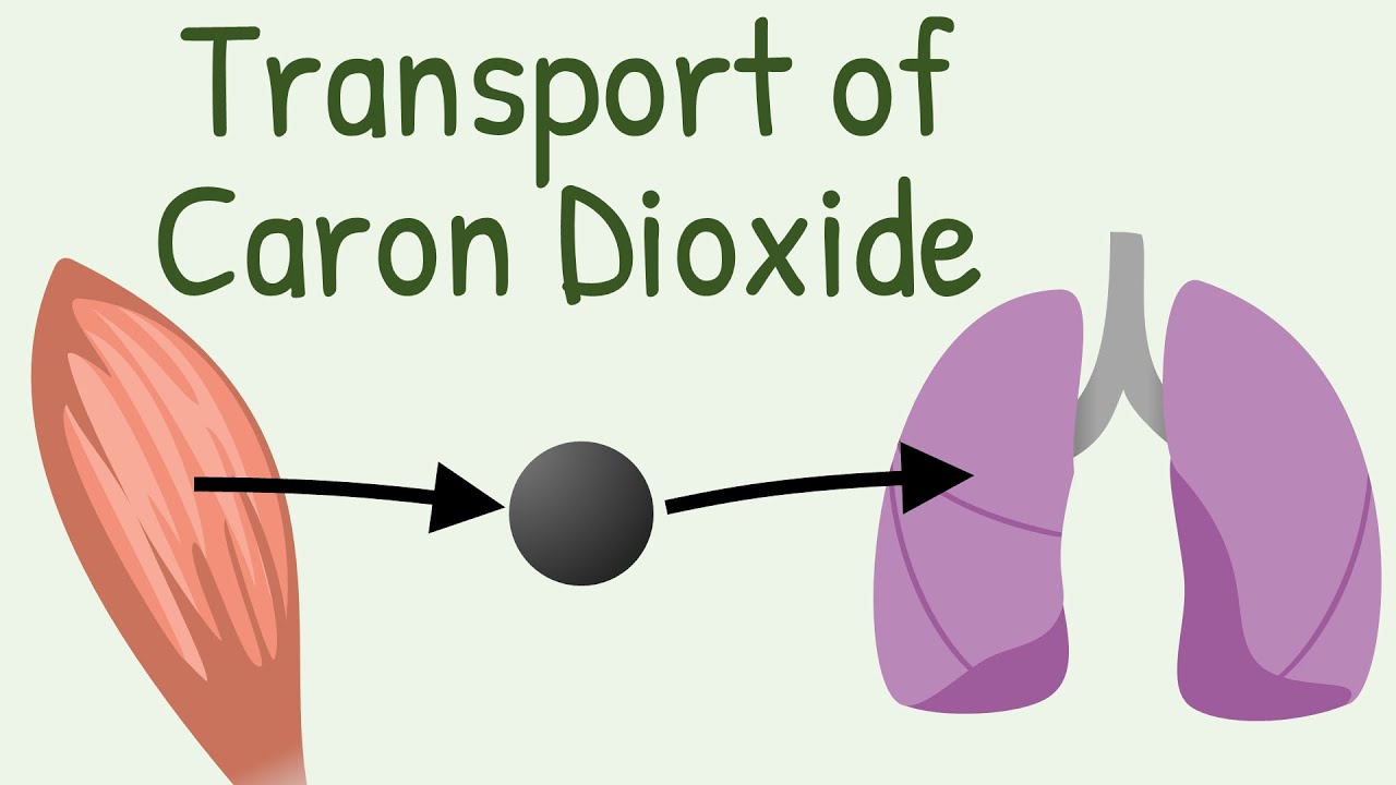 Transport of Carbon Dioxide in blood - YouTube - Teveel Co2 In Bloed Symptomen
