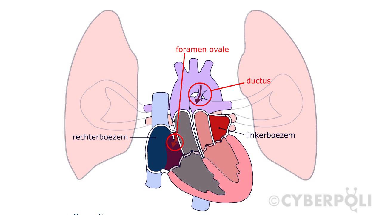 Transpositie van de grote vaten - YouTube - Transpositie Van De Grote Vaten
