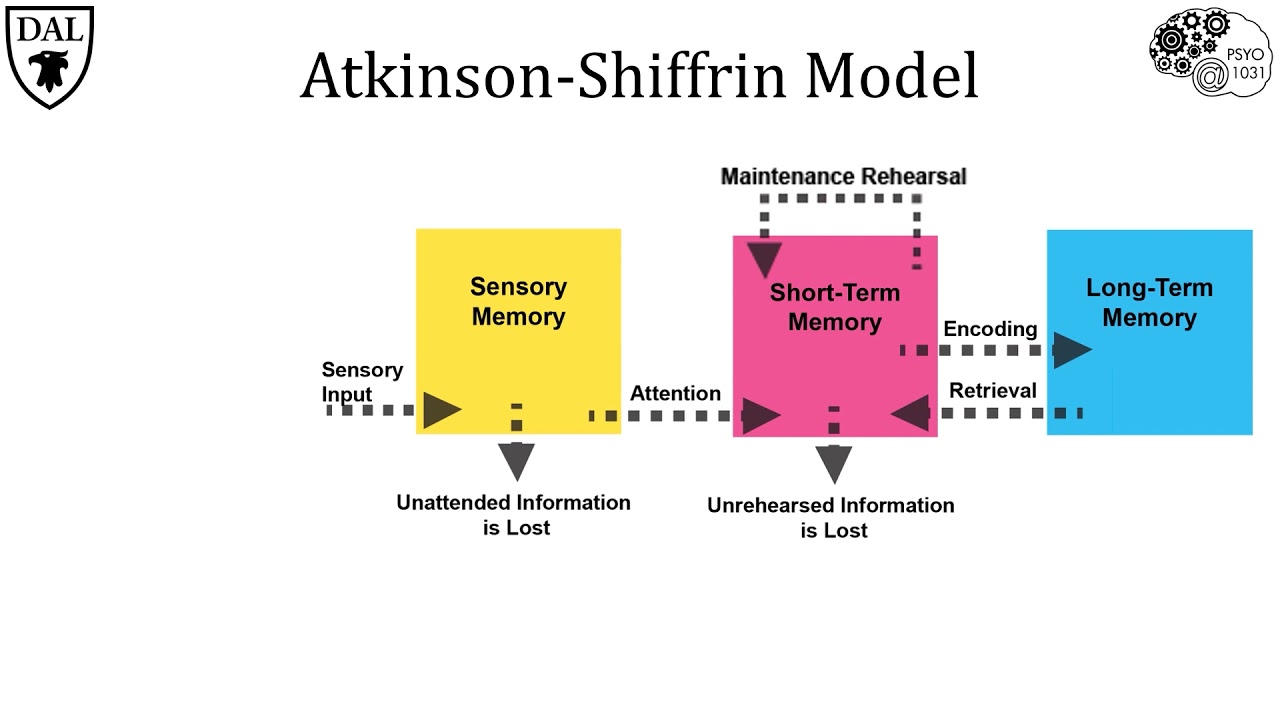 Tricky Topics: Atkinson-Shiffrin Model - YouTube - Atkinson And Shiffrin Model Of Memory