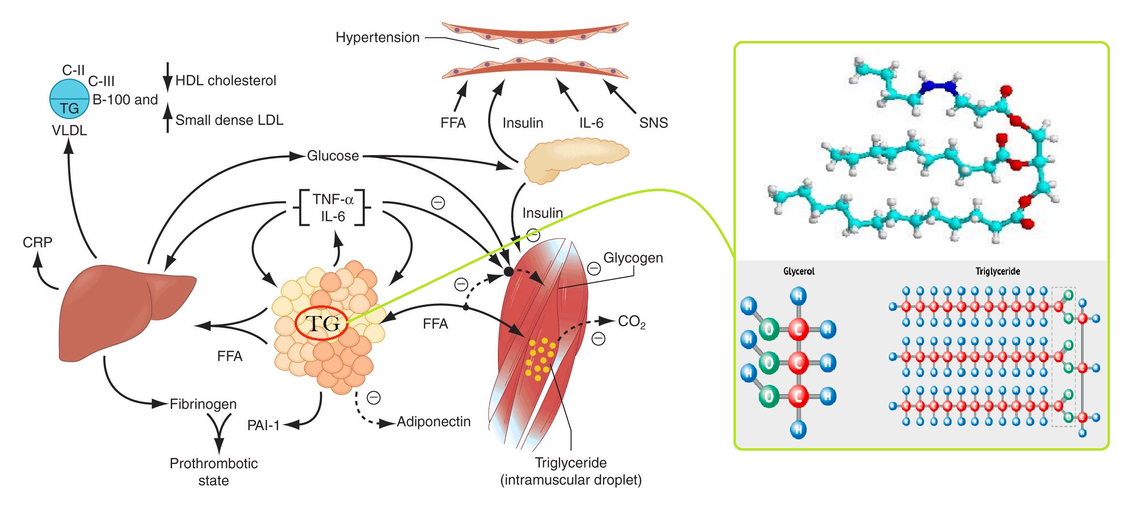 Triglycerides (TG) - Significance, Characteristics, Function - Wat Is Triglyceriden In Het Bloed
