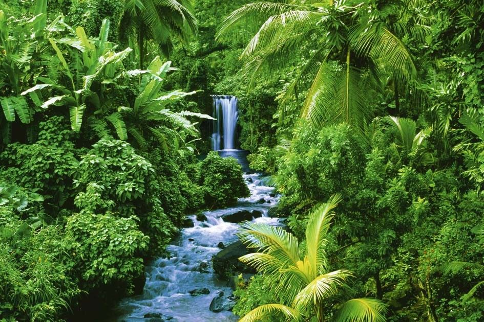 tropisch regenwoud - Google zoeken | Waterfall art, Landscape poster - Dieren Uit Het Tropisch Regenwoud