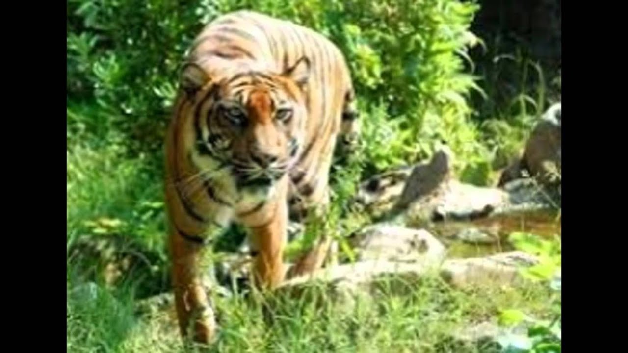 Tropisch Regenwoud - YouTube - Dieren In Het Tropisch Regenwoud