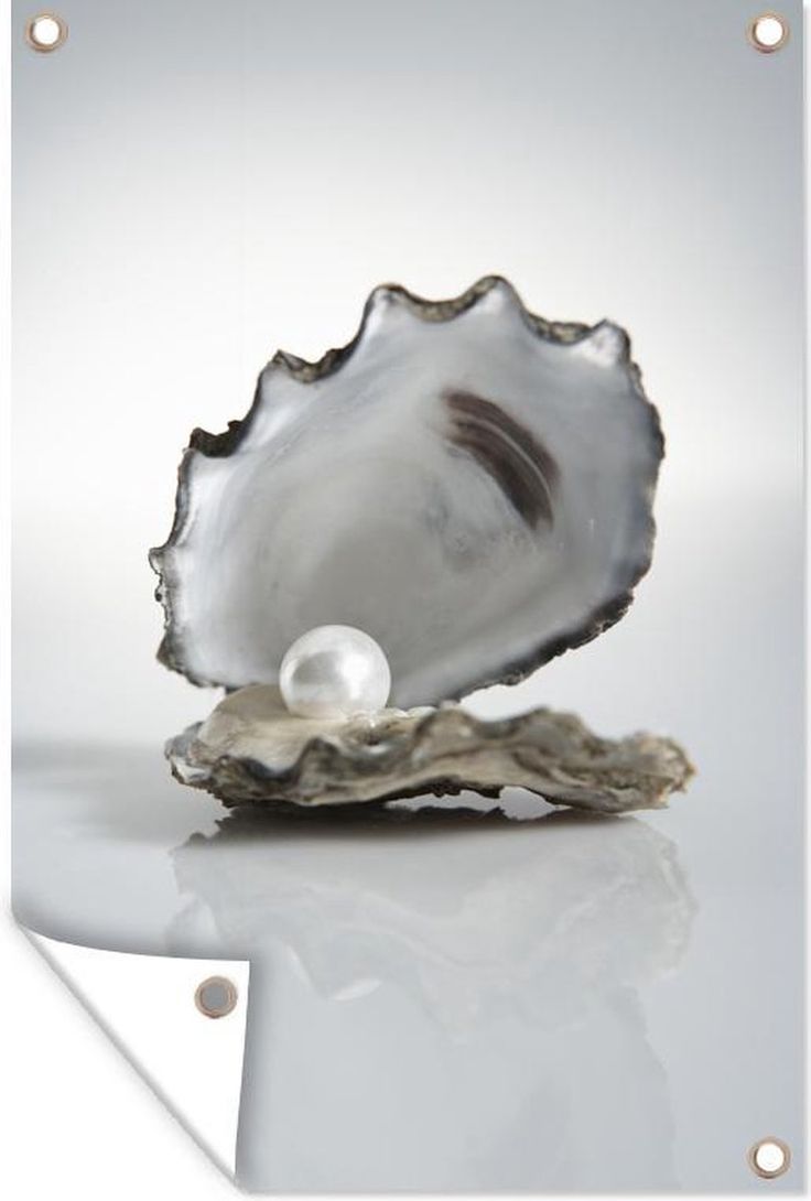 Tuindecoratie Parel in een oester op een witte achtergrond - 40x60 cm - Hoe Ontstaat Een Parel In Een Oester