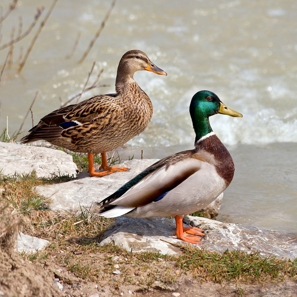 Tuinvogels in Nederland | TuinTuin | Wild duck, Anas platyrhynchos - Tuinvogels Vogel Met Rode Buik