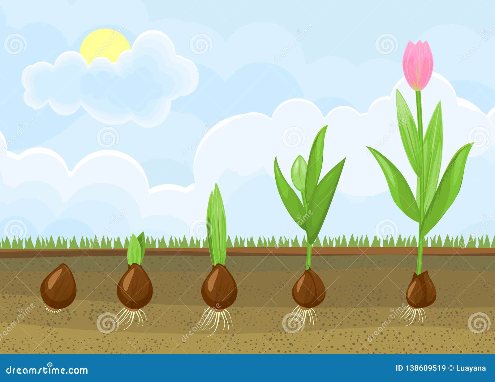 Tulip Growth Stage. Planting And Growing Tulips Bulbs Vector - Hoe Snel Groeit Een Poliep Galblaas