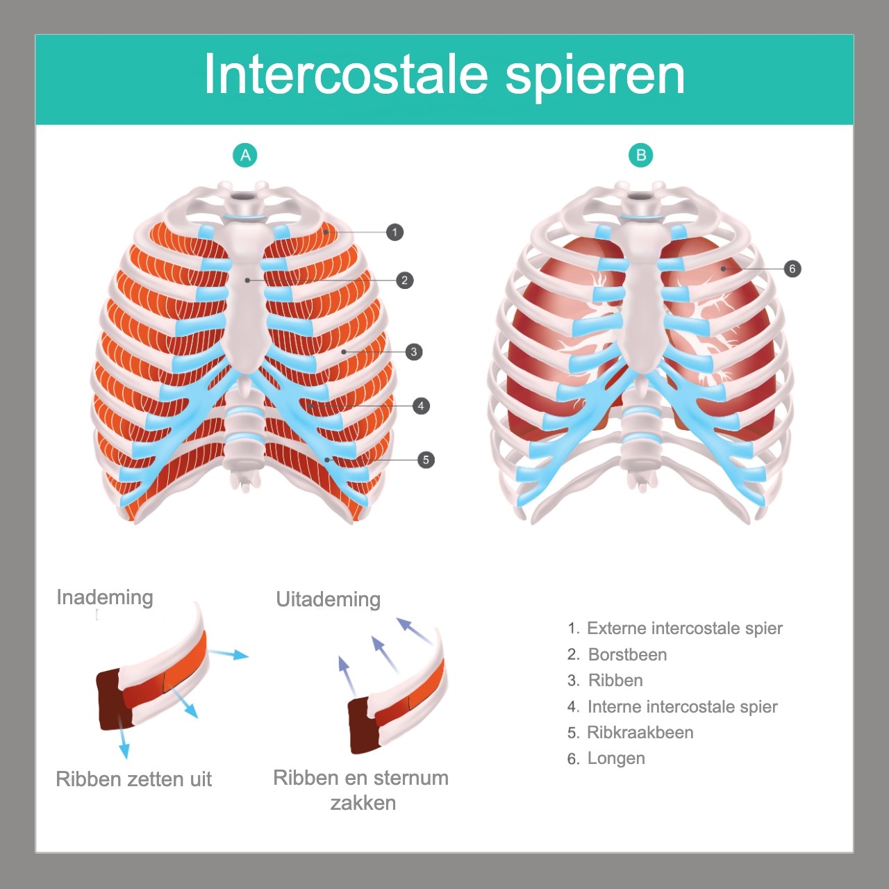 Tussen Neus En Lippen Door