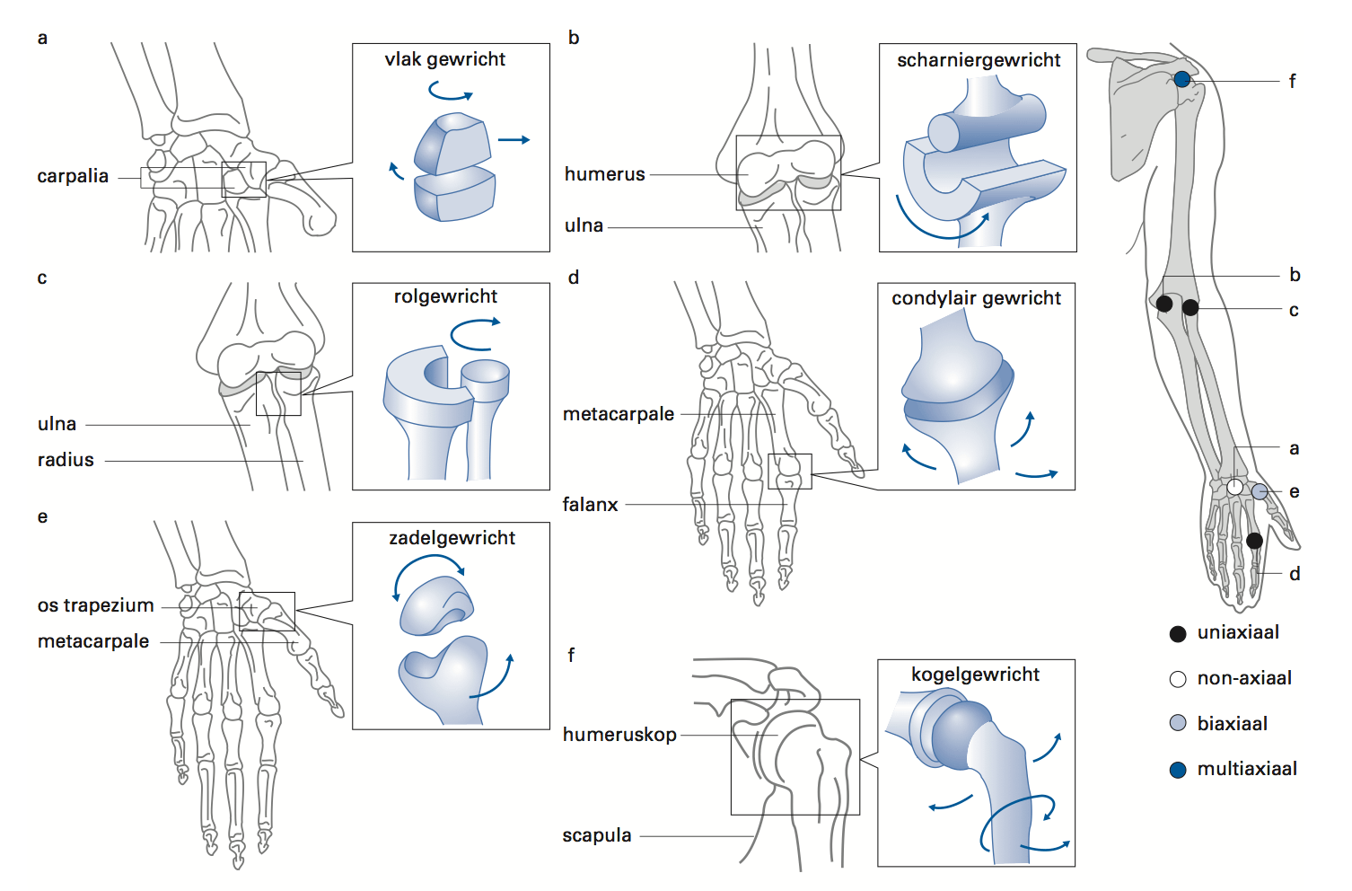 Typen synoviale gewrichten | Skelet, Menselijk skelet, Anatomie - Hoeveel Botten Heeft Het Menselijk Lichaam