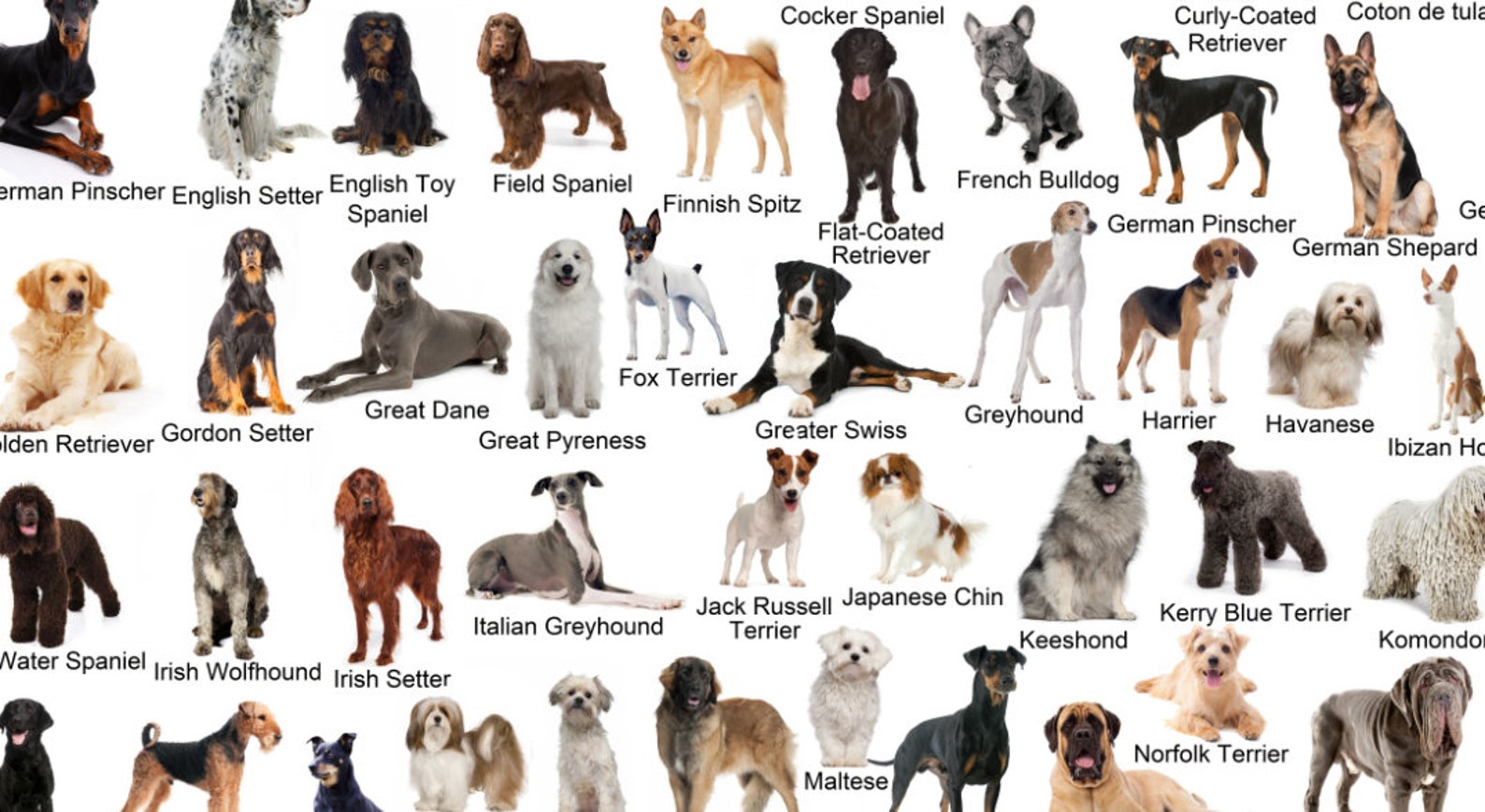 Hoeveel Soorten Honden Zijn Er