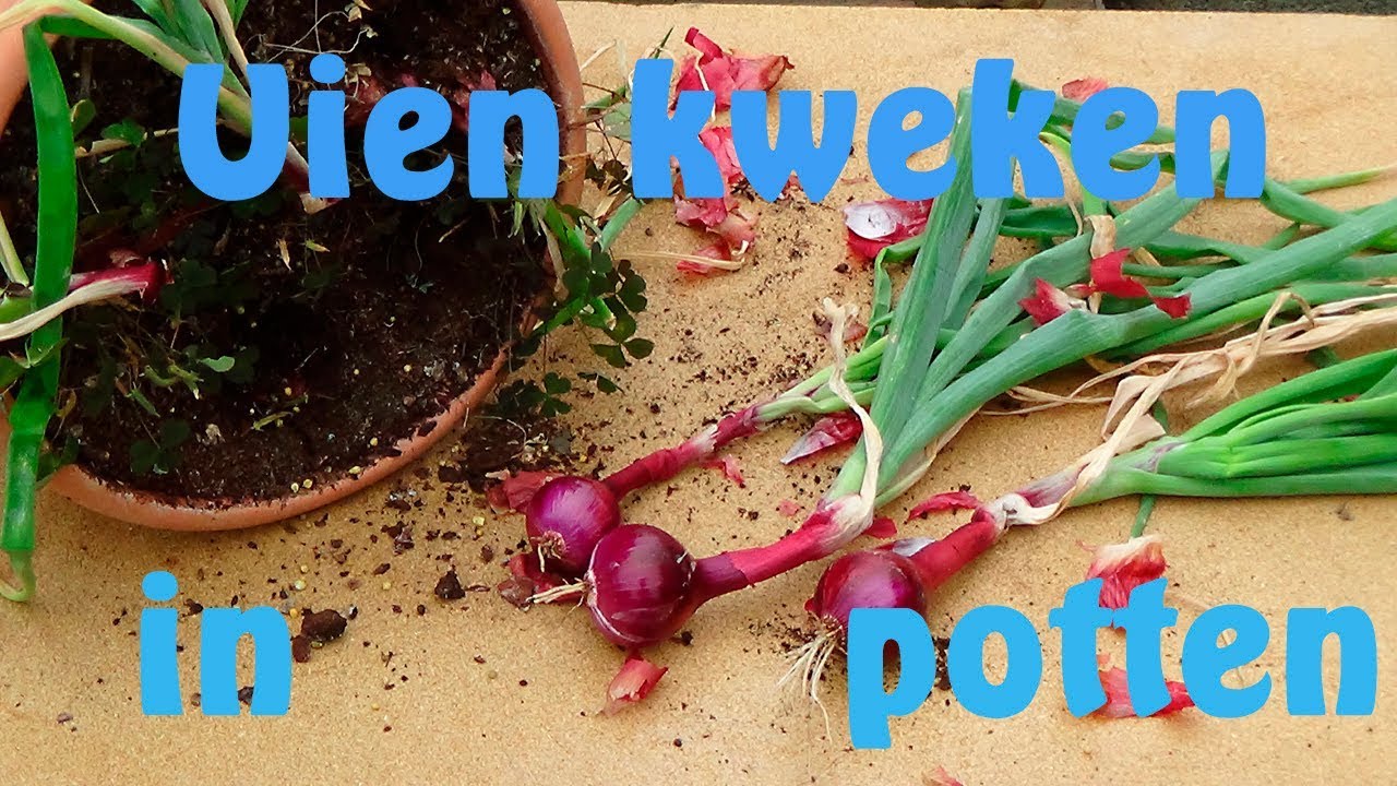 Uien in potten kweken - YouTube - Wanneer Kun Je Uien Oogsten