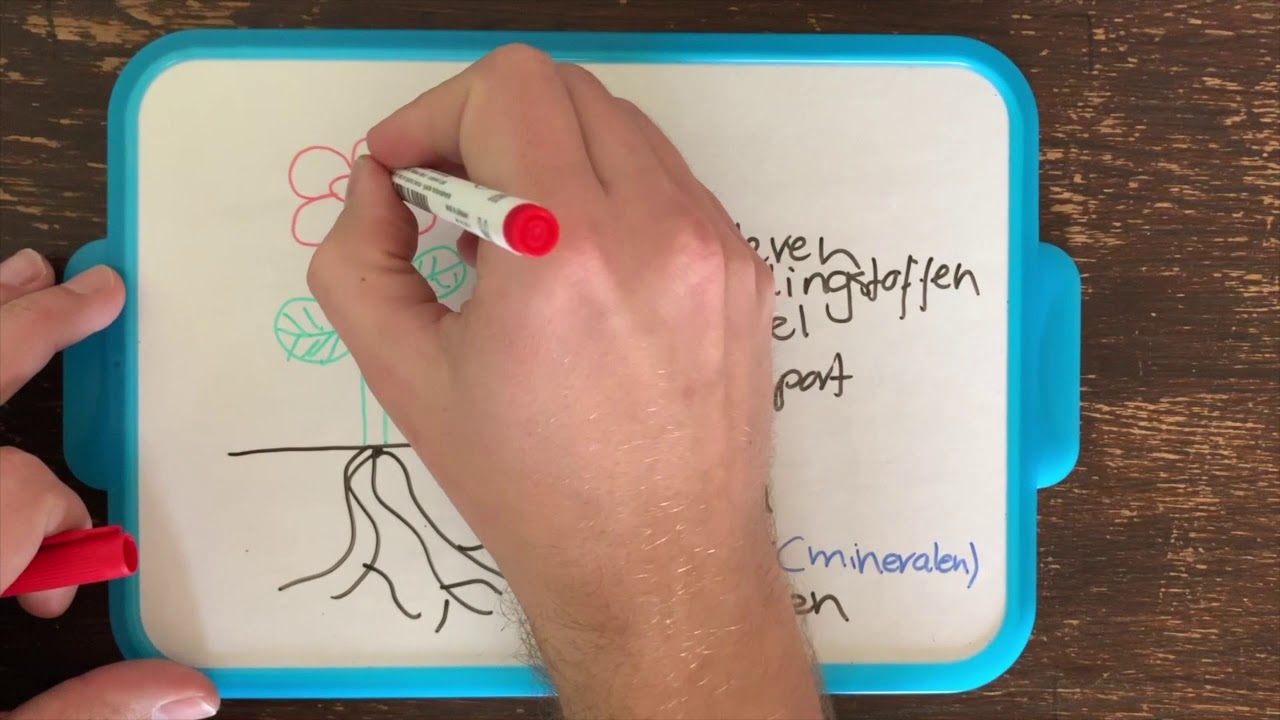 Uit welke delen bestaat een plant? - YouTube - Uit Hoeveel Botjes Bestaat Een Hand