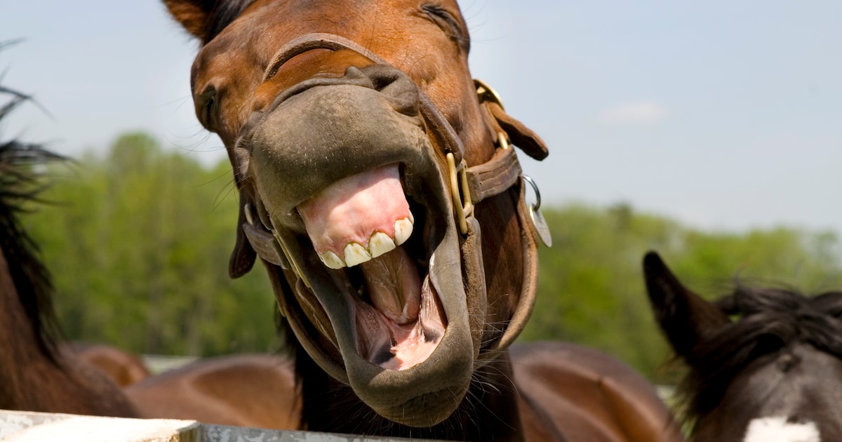 Uitdrukking uitgelegd: 'Een gegeven paard moet je niet in de bek kijken' - Een Gegeven Paard Niet In De Bek Kijken Betekenis