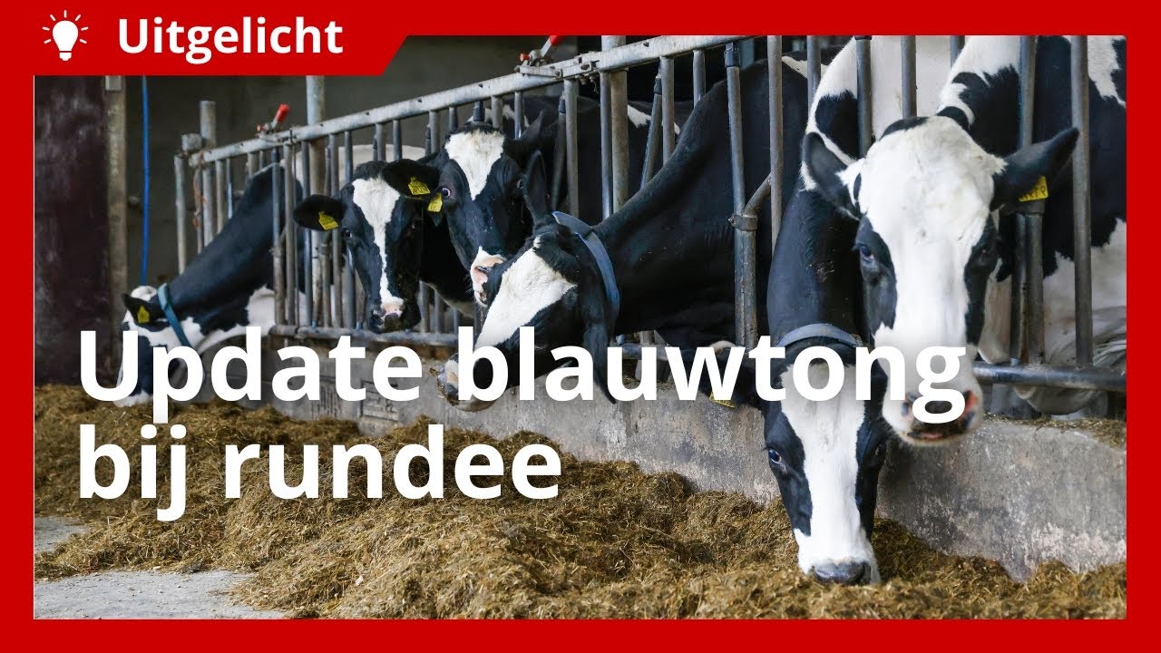 Uitgelicht | Blauwtong bij rundvee, wat kunnen we verwachten? - YouTube - Wat Te Doen Tegen Galstenen