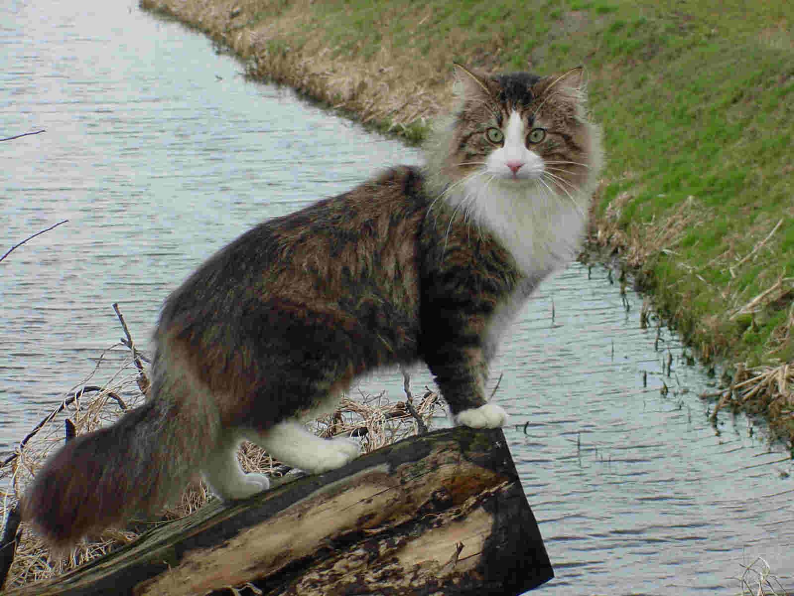 Noorse Boskat Grootste Kat Ter Wereld