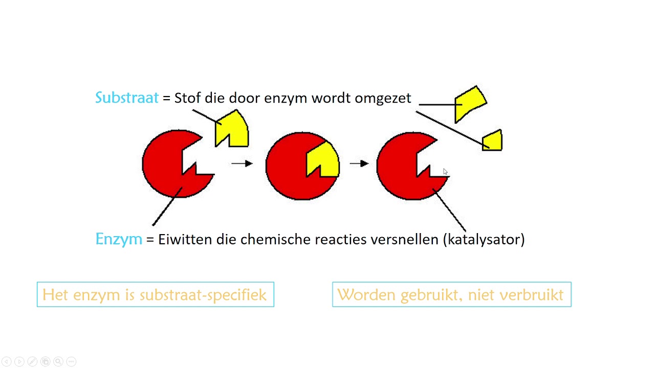 Uitleg enzymwerking - YouTube - Welk Orgaan Maakt Insuline Aan