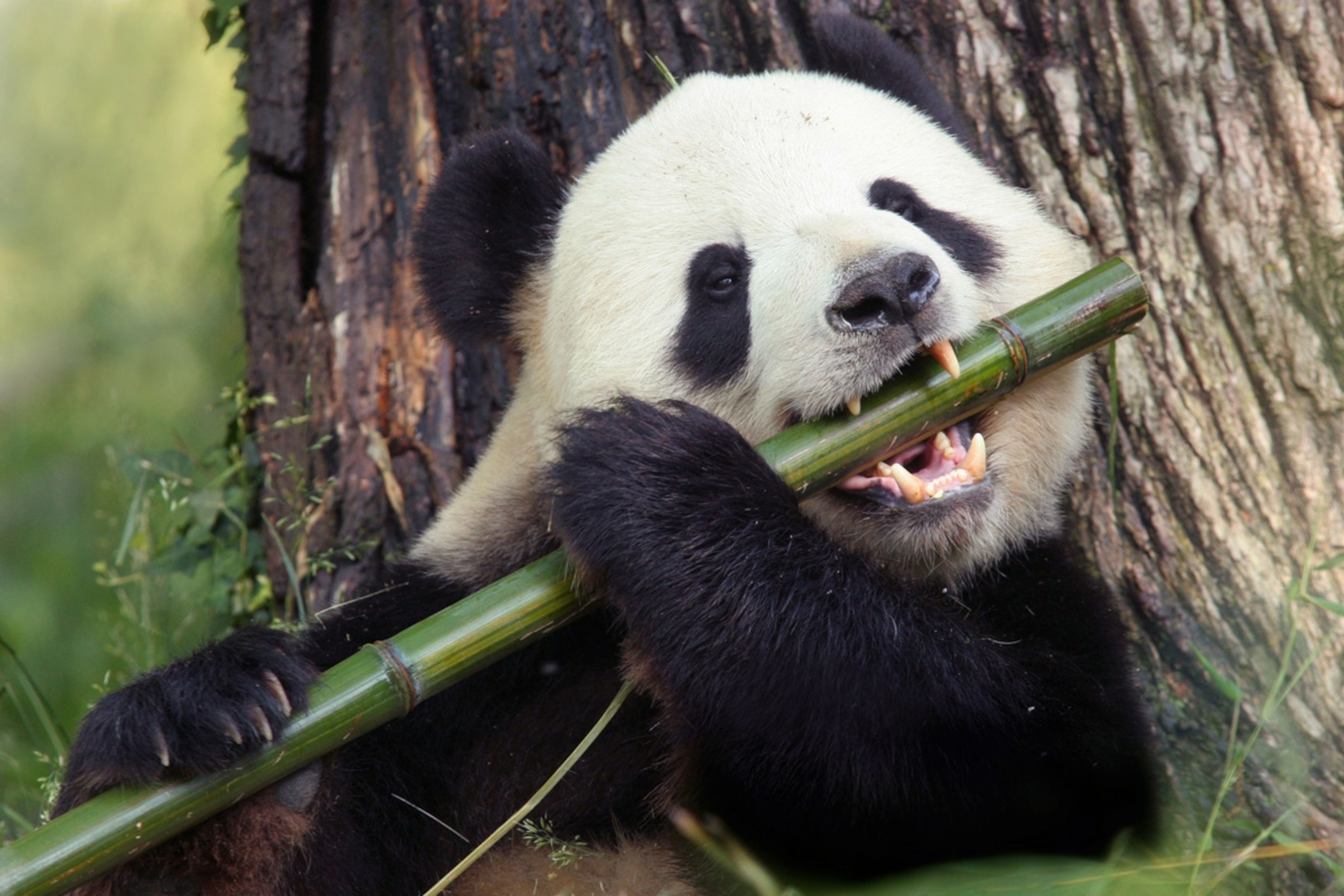 Ultimate Trivia Jeopardy Template - Hoeveel Bamboe Eet Een Panda Per Dag