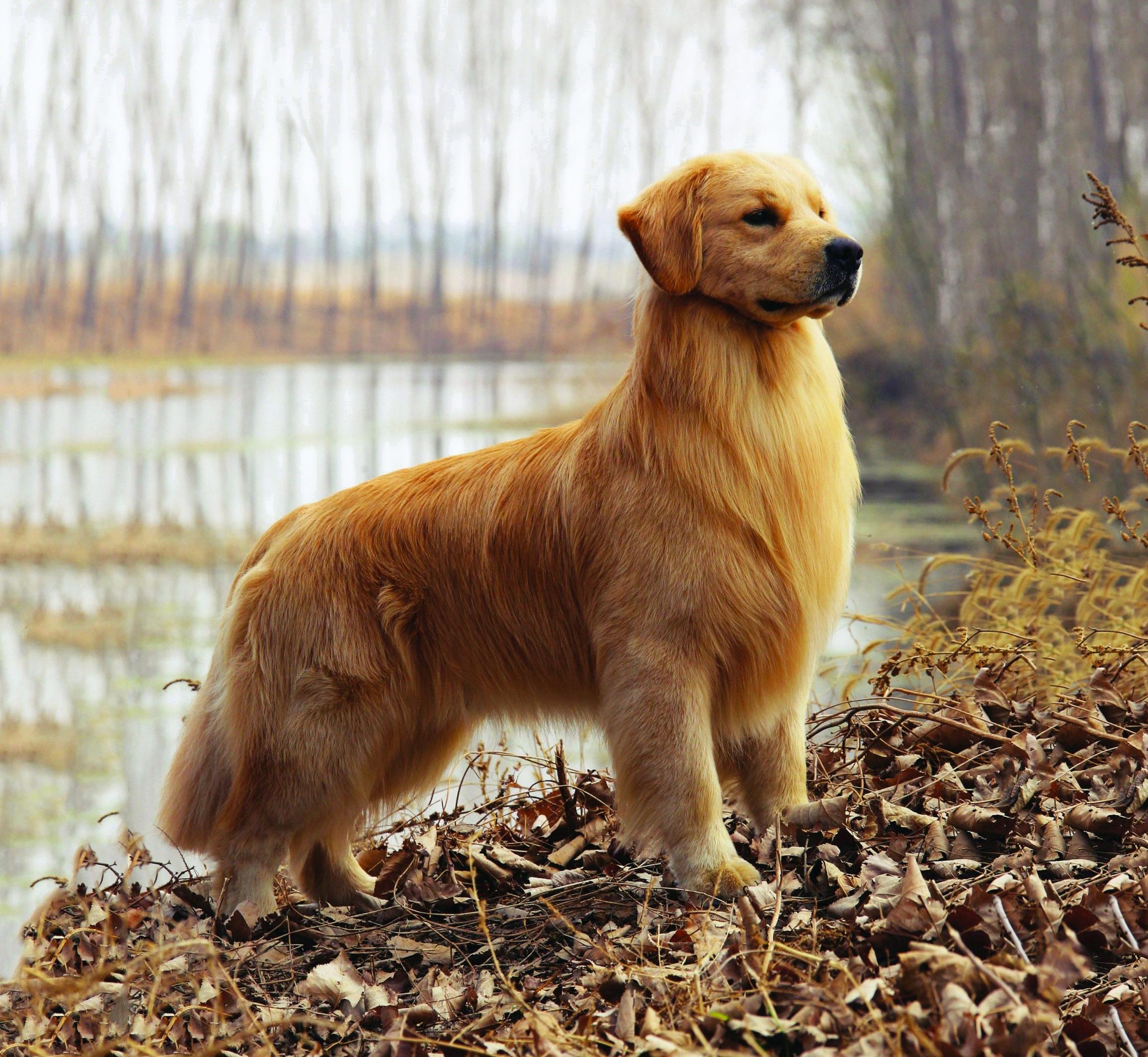 Uncovering the Meaning Behind a Golden Retriever Dream - TheReadingTub - Golden Rule Level Of Capital