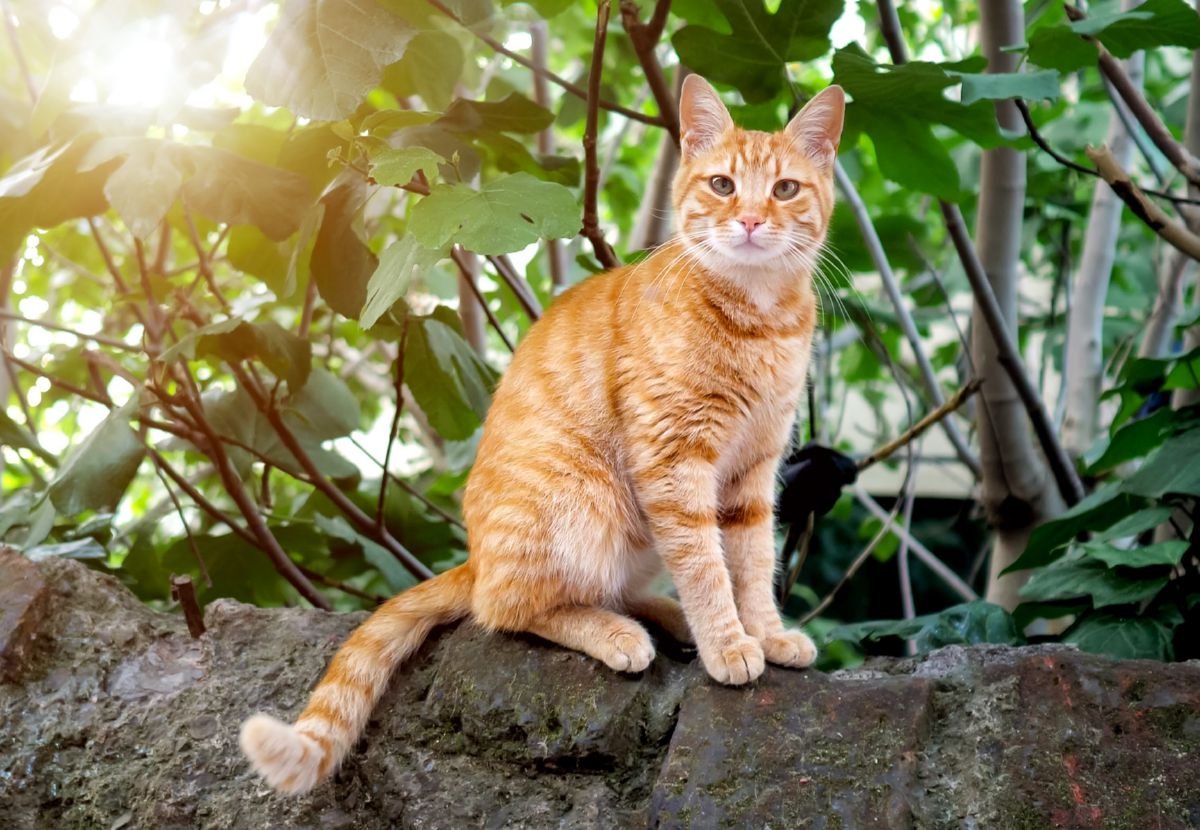 Kat Eet Minder Warm Weer