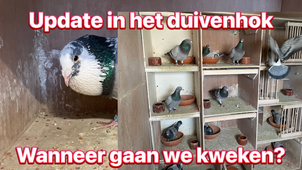 Update in het duivenhok | wanneer gaan we beginnen? - YouTube - Wat Eten Duiven In Het Wild