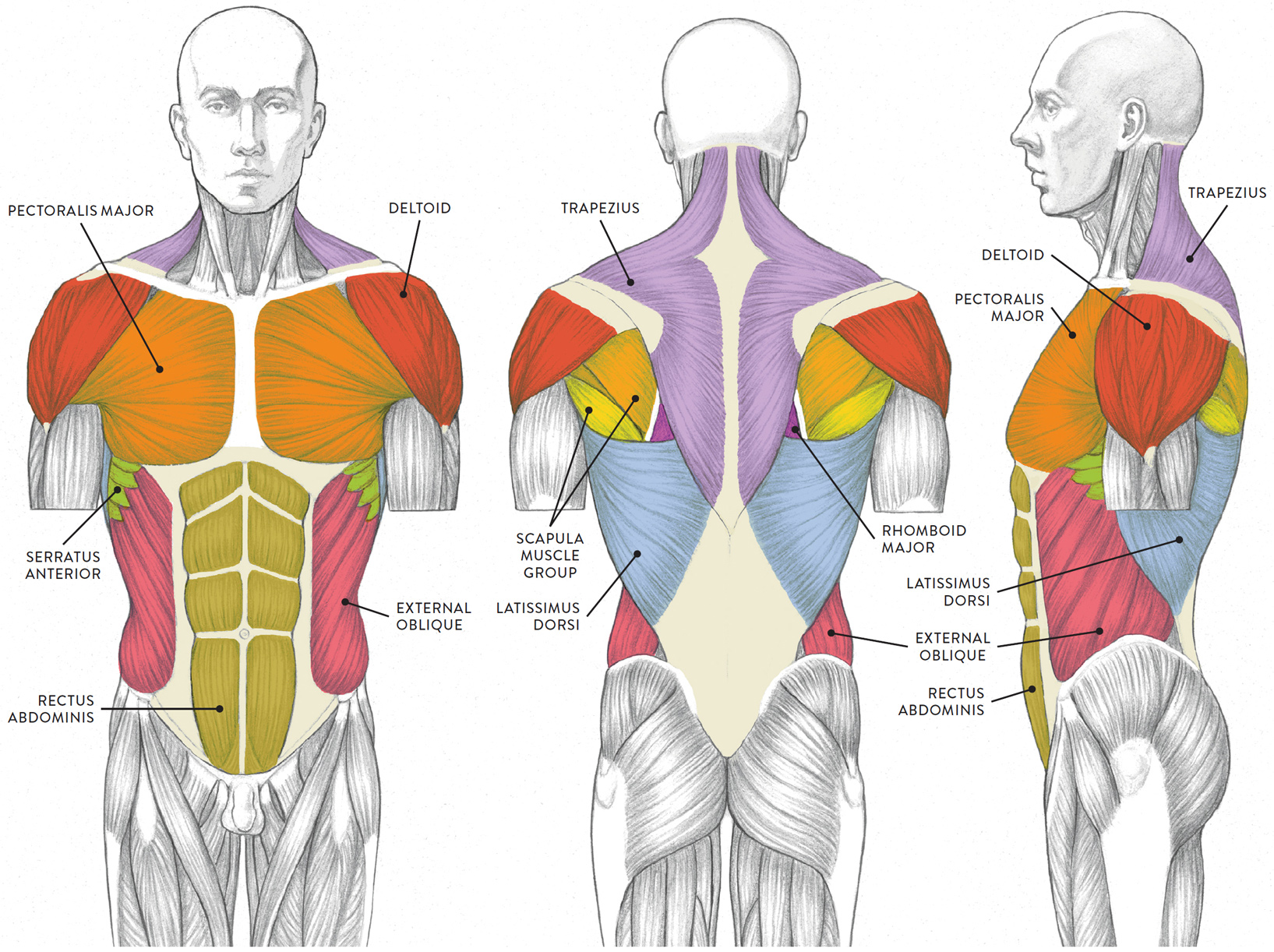 Upper Torso Muscle Anatomy - Torso Met Namen Biologie Voor Jou
