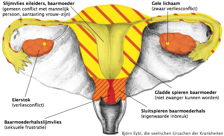 Baarmoeder Onderzoek Tot Welke Leeftijd